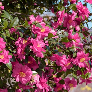 Camellia Rose of Autumn